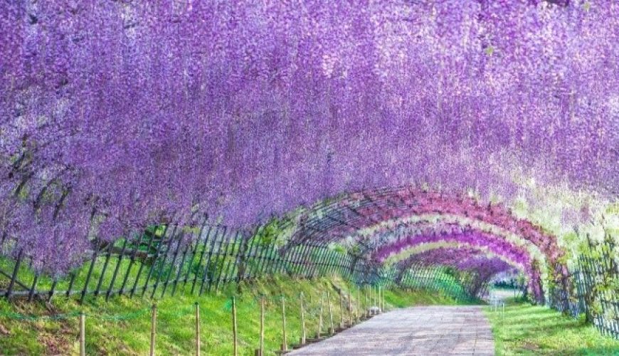 Chuyên tour Nhật Bản