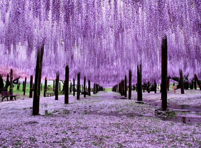 Chuyên tour Nhật Bản