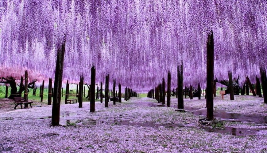 Chuyên tour Nhật Bản