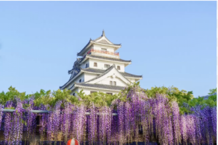 TOUR KOBE – OSAKA – KYOTO – YAMANASHI – FUJI – TOKYO [7N6Đ] – Hoa Tử Đằng