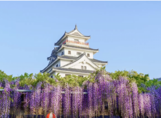 Chuyên tour Nhật Bản