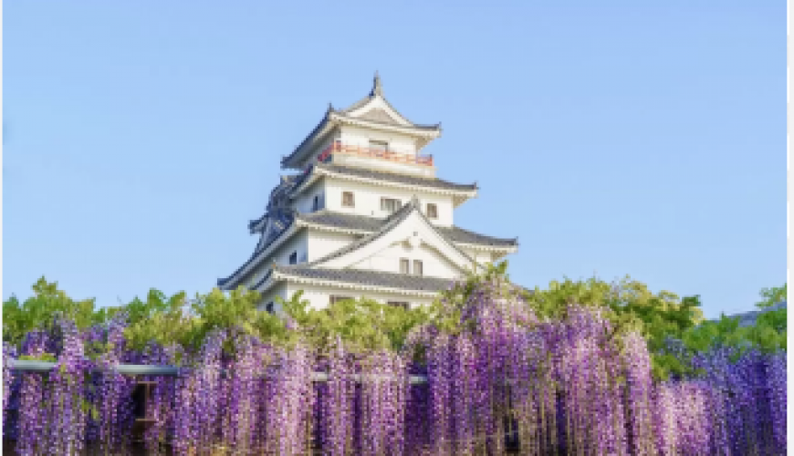 Chuyên tour Nhật Bản