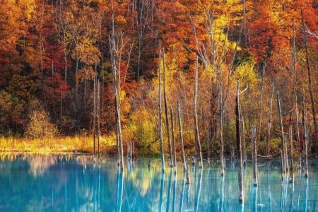 TOUR HOKKAIDO MÙA THU [5N4D]